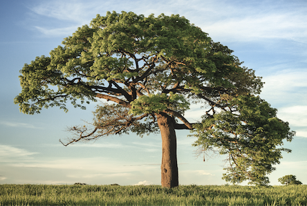 Oak trees must be cared for to prevent damage